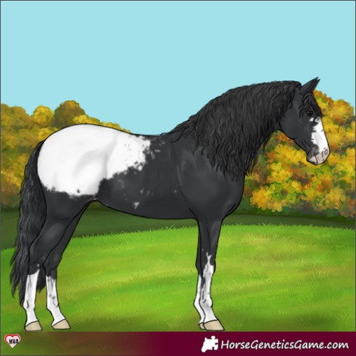 Horse Color:Black Snowcap 