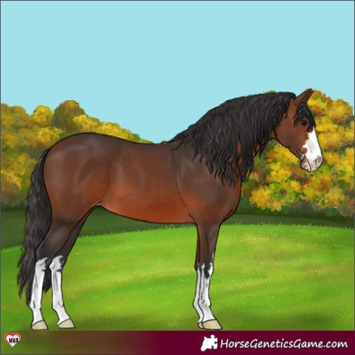 Horse Color:Brown Appaloosa 