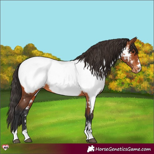 Horse Color:Bay Appaloosa 