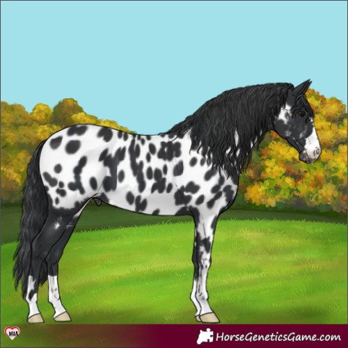 Horse Color:Black Near Leopard 