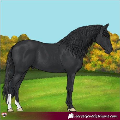 Horse Color:Black 