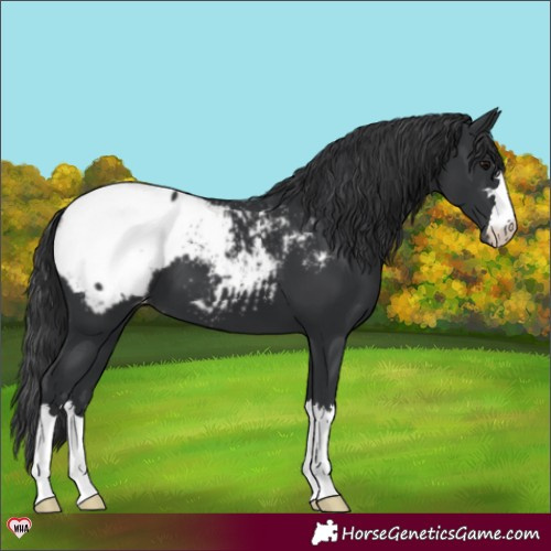 Horse Color:Black Appaloosa 