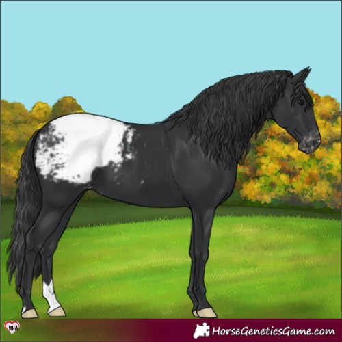 Horse Color:Black Appaloosa 