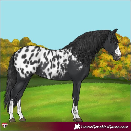 Horse Color:Black Appaloosa Rabicano 