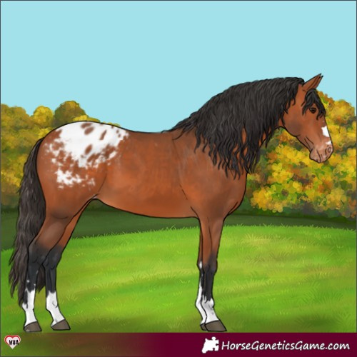 Horse Color:Bay Appaloosa 
