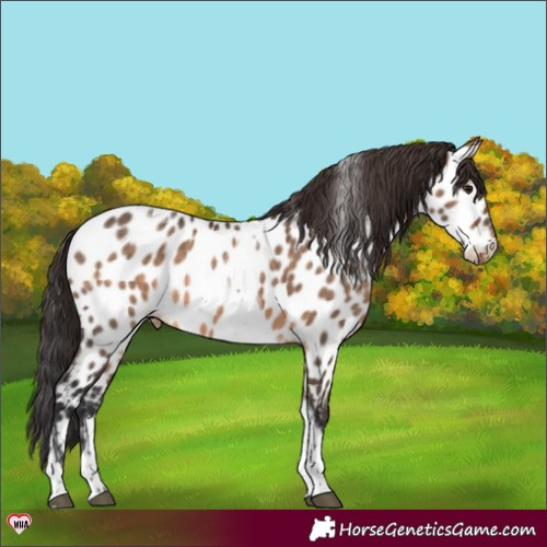 Horse Color:Brown Dun Tobiano Near Leopard 