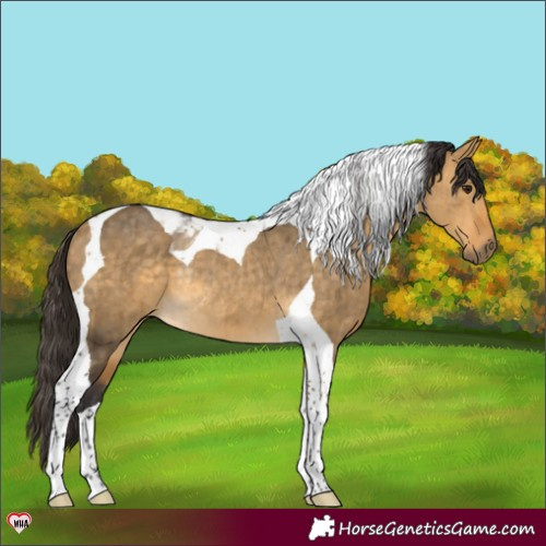 Horse Color:Buckskin Dun Tobiano Rabicano Brindle 
