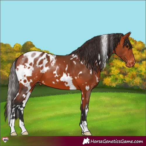 Horse Color:White Spotted Bay Appaloosa 
