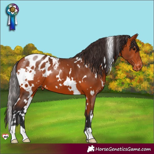 Horse Color:White Spotted Bay Appaloosa 
