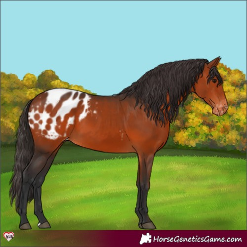 Horse Color:Bay Appaloosa 