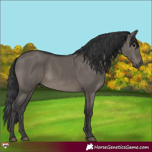 Horse Color:Grullo 