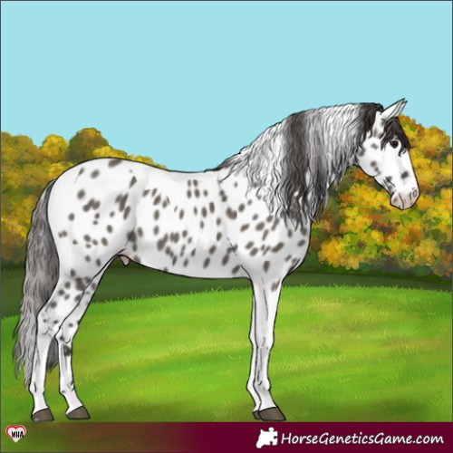 Horse Color:Grullo Tobiano Near Leopard Brindle 