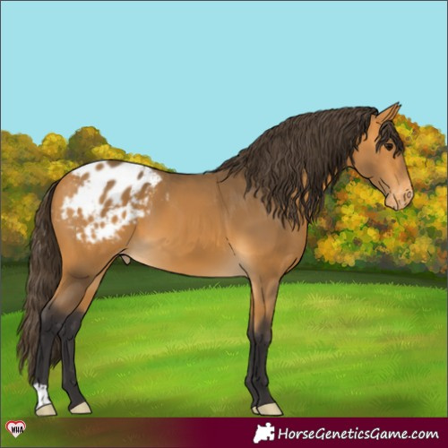 Horse Color:Buckskin Varnish 