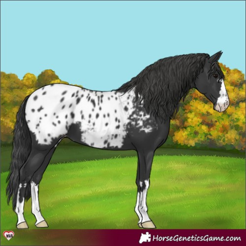 Horse Color:Black Appaloosa 