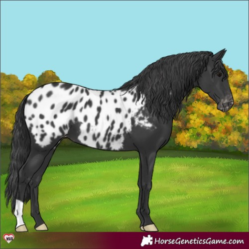 Horse Color:Black Appaloosa 