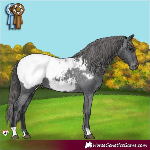 Horse Color:Black Appaloosa 