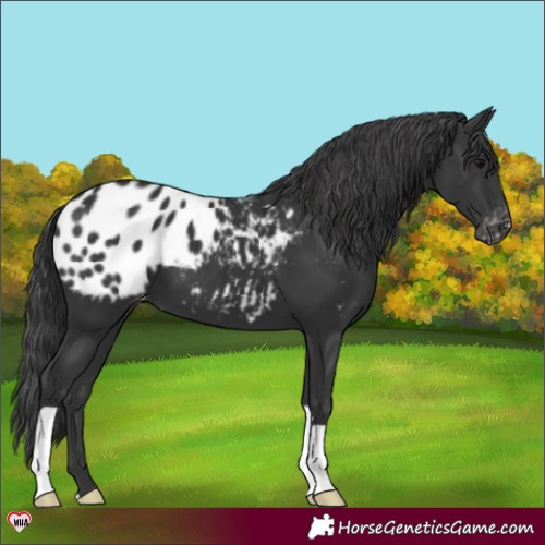 Horse Color:Black Appaloosa 