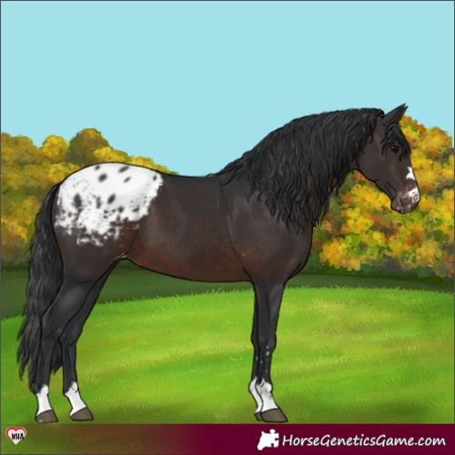 Horse Color:Brown Appaloosa 