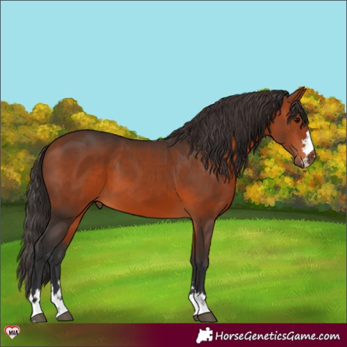 Horse Color:Bay 