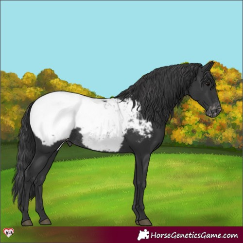 Horse Color:Black Appaloosa Rabicano 