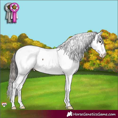 Horse Color:Brown Appaloosa 