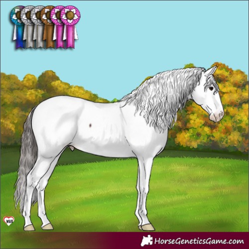 Horse Color:Brown Appaloosa 