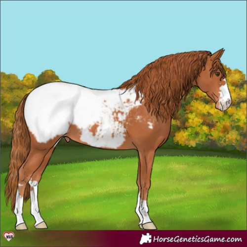 Horse Color:Chestnut Appaloosa 