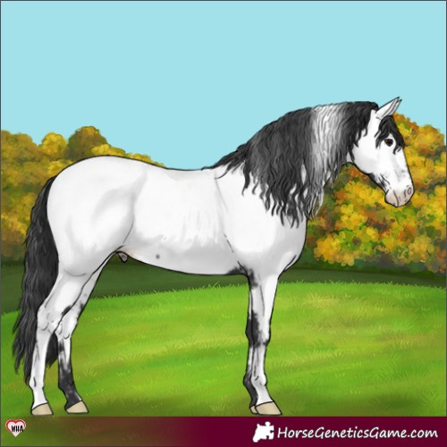 Horse Color:Black Near Fewspot Rabicano 