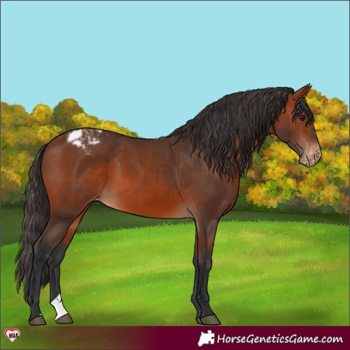 Horse Color:Bay Appaloosa 