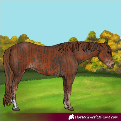 Horse Color:Black  and Chestnut 