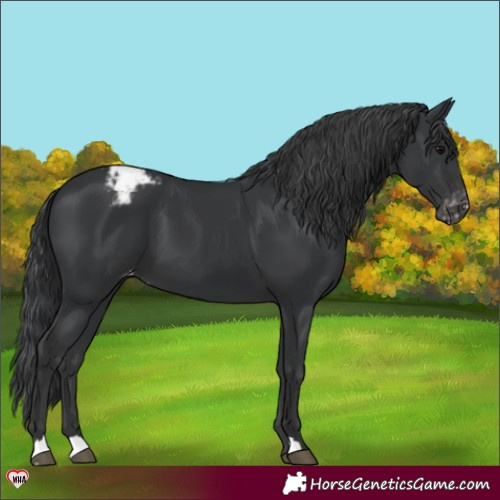 Horse Color:Black Appaloosa 