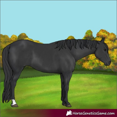 Horse Color:Black  and Black 