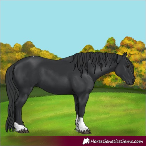 Horse Color:Black Tobiano 