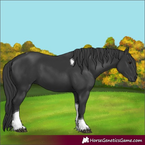 Horse Color:Black Tobiano 