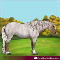 Horse Color:Silver Blue Roan Sabino 