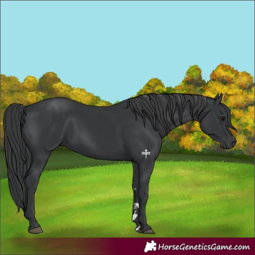 Horse Color:Black 