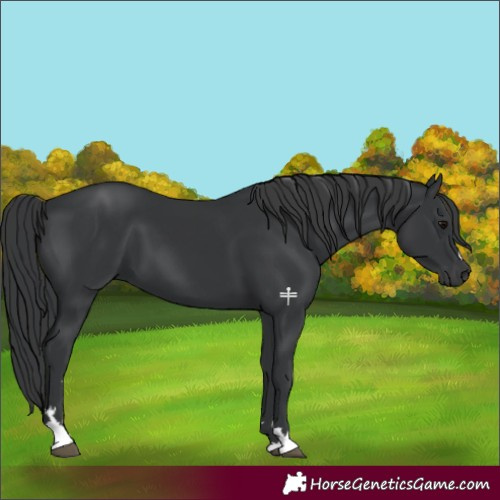 Horse Color:Black 