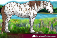 Horse Color:Red Onyx Ice Appaloosa