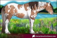 Horse Color:White Spotted Amber Champagne Tobiano