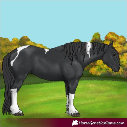 Horse Color:Black Tobiano 