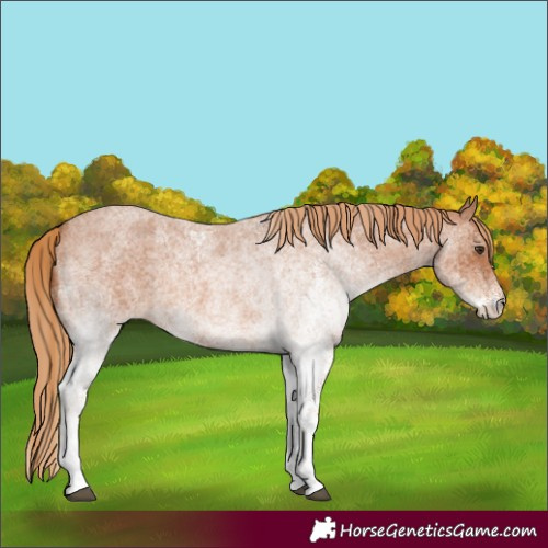 Horse Color:White Spotted Red Roan 