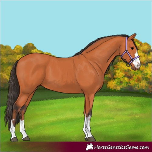 Horse Color:Bay 