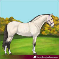 Horse Color:Buckskin Roan Tobiano 