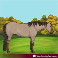 Horse Color:Liver Red Dun Rabicano 