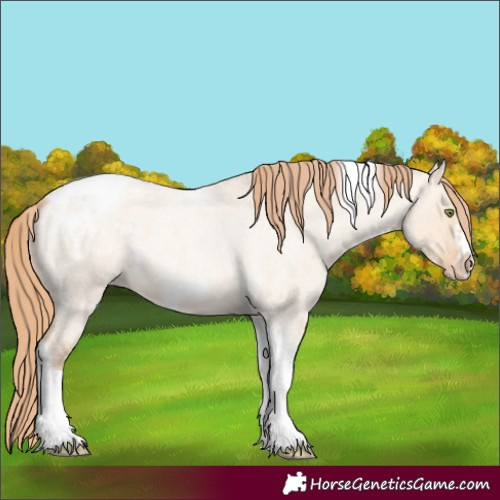 Horse Color:Gold Champagne Roan Dun Splash Tobiano Frame Appaloosa Rabicano