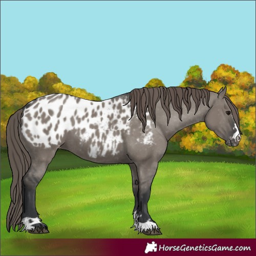 Horse Color:Grullo Appaloosa 