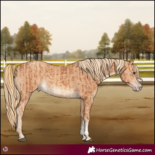 Horse Color:Chestnut  and Gold Champagne 