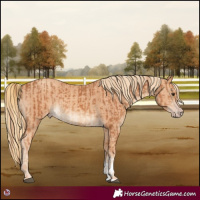 Horse Color:Chestnut  and Gold Champagne 