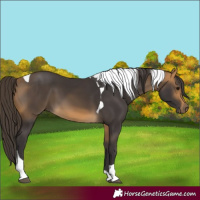 Horse Color:Buckskin Tobiano 