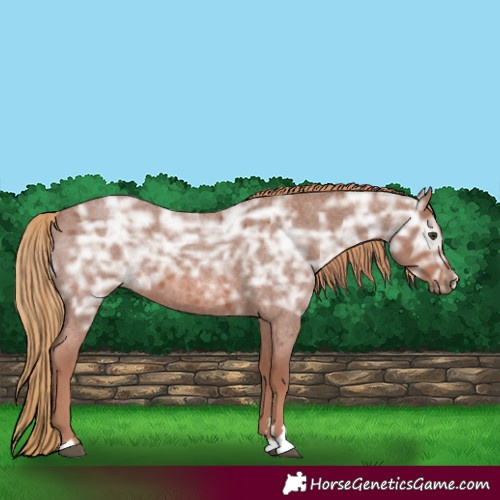 Horse Color:Red Ice Roan Rabicano 